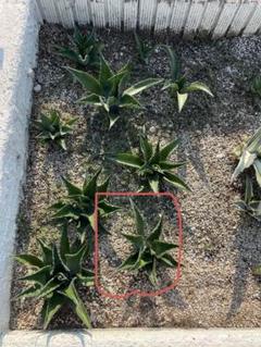 アガベ　ベルビル　ローガンカルホーン　地植え　ドワーフ アガベ ローガンカルホーン | カトーエンゲー
