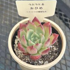 早い者勝ち 2025年最新】つぶつぶ屋 多肉植物の人気アイテム - メルカリ エケベリア・セダム