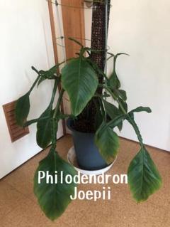 メルカリ便【フィロデンドロン・ジョーピー var.】 Philodendron joepii フィロデンドロン・ジョーピー - メルカリ