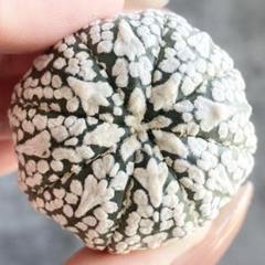 ☆*☆様 A1831★オークション販売★ スーパー兜 Vタイプ h*i様 A1838☆オークション販売☆ スーパー兜 Vタイプ - メルカリ