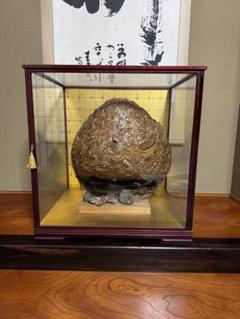 ハチの巣標本 ガラスケース入り ハチの巣標本 ガラスケース入り 昆虫用品