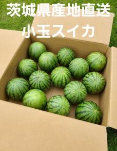 茨城県産　産地直送　小玉スイカ　約6~8kg　約12~17個　２箱分おまとめ 茨城県産産地直送小玉スイカ約6~8kg約12~17個2箱分おまとめ