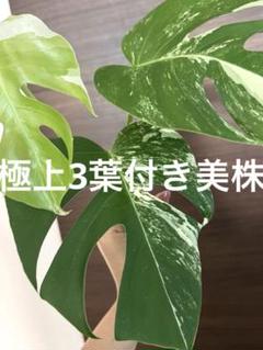 3葉付き　超美斑入り　モンステラ斑入り　ホワイトタイガー　ハーフムーン最高級美株 最高級！極上3葉付き美株 斑入りモンステラ ホワイトタイガー