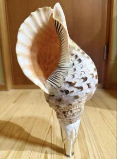 法螺貝 極美品 約40cm 特大 重量級 ホラガイ ホラ貝 ほら貝 ほらがい Amazon.co.jp: 法螺貝 特大 約2031cm ほら貝 ホラ貝 貝殻 巻貝