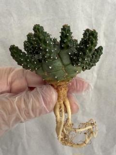 【植物好き】ユーフォルビア ガムケンシス 実生 木質化 鉢ごと発送 ユーフォルビア ガムケンシス #14 | BIZARRE GREEN