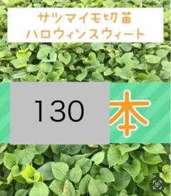 Amazon.co.jp: さつまいも切苗 品種：ハロウィンスイート 約100