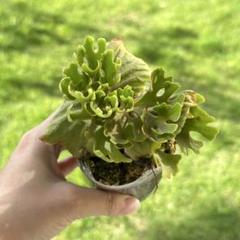 P.ridleyi dwarf silver 1710 - メルカリ
