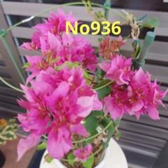 ブーゲンビリア八重オレンジピンクNo905 らくらくメルカリ便発送‼️ ブーゲンビリア八重オレンジピンクNo905 らくらくメルカリ便発送