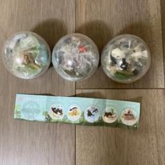 アドベンチャーワールド　カプリウム　パンダ　ライオン　カバ　３個セット