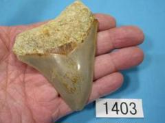 2025年最新】メガロドン 歯の化石の人気アイテム - メルカリ