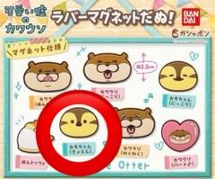 【未開封】可愛い嘘のカワウソ ラバーマグネットだぬ！ カモちゃん(きょとん)のサムネイル