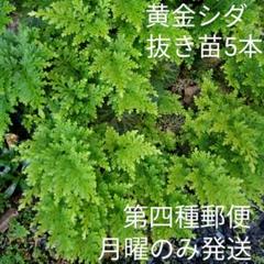 リクエスト対応　イワヒバ　コガネシダ　新芽抜き苗●中〜大400本 リクエスト対応 イワヒバ コガネシダ 新芽抜き苗○中〜大100本