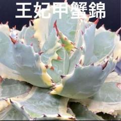 最終値引‼️ 王妃甲蟹錦 黄覆輪斑 連棘 標本大株 お花屋さんで見つけた珍しい植物 王妃甲蟹錦 おうひかぶとがに