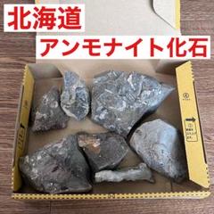 2025年最新】アンモナイト 北海道の人気アイテム - メルカリ
