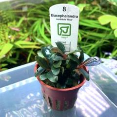 ピ*ジ様 ★Bucephalandra motleyana ① 青黒系の逸品 キボーデコ (@kiboudeko) / X