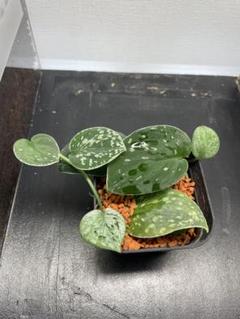 観葉植物/棚卸セール スキンダプサス：ダークプリンセス 3号
