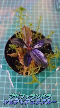 Bucephalandra sp. ソルディデュラブルー　水上葉 楽天市場】（水草）ブセファランドラ ソルディデュラ ブルー