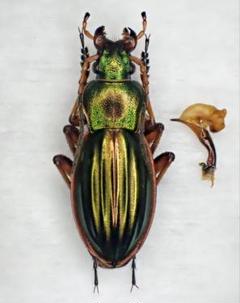 カマボコ　オサムシ２種　学術標本 オオルリオサムシ ♂♀ ペア標本 小樽産 N02 - メルカリ