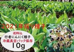 山菜 行者にんにくの苗の中古 未使用品 メルカリ