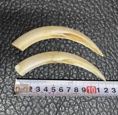 ●石見根付 ●蜘蛛 ●猪牙 古牙 獣牙 時代物 骨董 いのしし ○石見根付 ○蜘蛛 ○猪牙 古牙 獣牙 時代物 骨董 いのしし