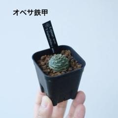 u*a様 オベサ鉄甲 2025年最新】オベサ鉄甲の人気アイテム - メルカリ