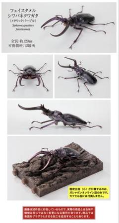 いきもの大図鑑くわがた10フェイスタメルシワバネクワガタ