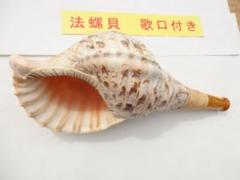 法螺貝 約36㎝ 木製歌口,新品 MH-451 法螺貝 約36㎝ 木製歌口,新品 MH-451 - メルカリ