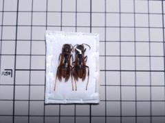 美麗　ツチバチ　ペア　ペレン島　標本 オキナワルリボシカミキリ ペア 沖縄本島 - Insect Islands 〜南