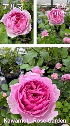 バラ花苗　切り花品種　和薔薇　うらら　蕾あり　接ぎ木苗 バラ花苗 切り花品種 和薔薇 うらら 蕾あり 接ぎ木苗