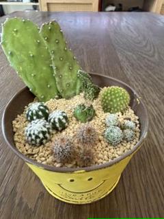 サボテン セット売り 全発根済み サボテンの通販 | GreenSnap STORE(グリーンスナップ ストア