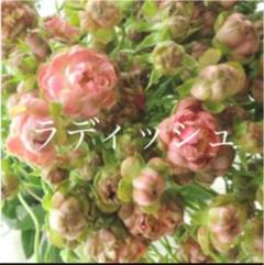 切り花品種 スプレーバラの苗♡送料無料