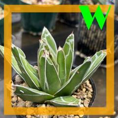 Agave victoriae-reginae ssp 笹の雪のサムネイル