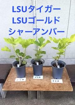 LSUタイガー10　シャーアンバーの15、ゴールドの6 高級イチジク苗セット LSUゴールド LSUタイガー シャーアンバー