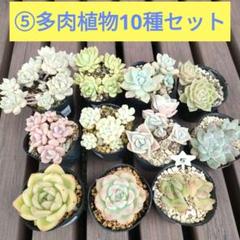 helbzeit　メルカリ便　多肉植物 ⑤【ポットごと】多肉植物10種類☆メルカリ便にて - メルカリ