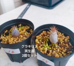 Yahoo!オークション -「パキポディウム グラキリス 実生」(花