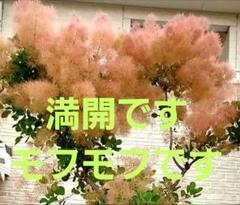 2025年最新】ピンクエンジェル スモークツリーの人気アイテム