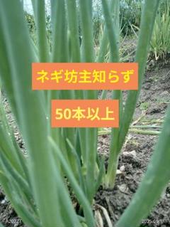 2025年最新】坊主知らずネギ苗の人気アイテム - メルカリ