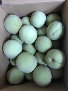 晩星摘果桃 10kg 加工用 347.福島県産若桃摘果桃硬い桃加工用10kg常温発送玉数お任せ