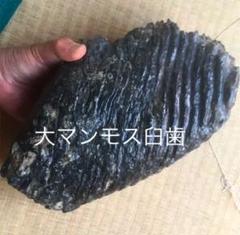 マンモス 化石 臼歯 の化石 驚異の約4kg 最長 約22cm ズッシリ重い!