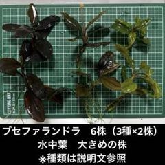 ブセファランドラ　6株（3種×2株）　水中葉　大きめの株　※種類は説明文参照 ブセファランドラ 6株（3種×2株） 水中葉 大きめの株 ※種類は