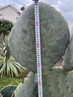 Amazon.co.jp: オプンチア 大丸盆 4.5号鉢 サボテン Opuntia