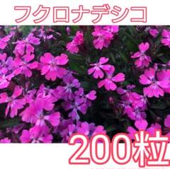 ナデシコ 種の中古 未使用品 メルカリ
