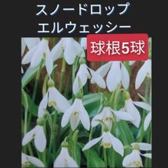 スノードロップ エルウェッシー 球根 5球 エルウエッシー