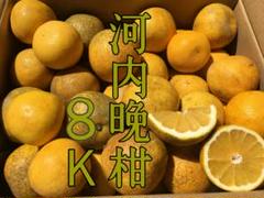 愛媛県産河内晩柑!訳あり