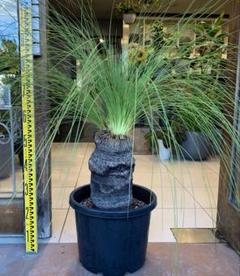 超希少種 激レア クサントロエア グラウカ ブラックボーイ 現品】ブラックボーイ グラスツリー クサントロエア・グラウカ