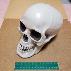 等身大プラスチック頭蓋骨