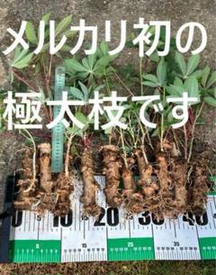 1苗190円☆50本、キャッサバ＝芽出し苗☆キャッサバ芋◇美味
