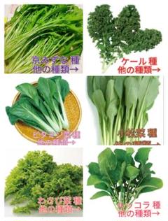 野菜種☆京みずな ケール ビタミン菜 小松菜 わさび菜 ルッコラ☆変更→人参