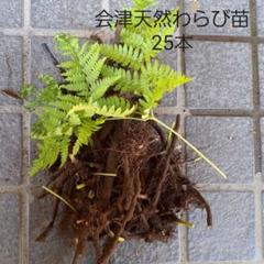 ワラビ 苗の中古 未使用品を探そう メルカリ ワラビ 苗の中古 未使用品を探そう メルカリ