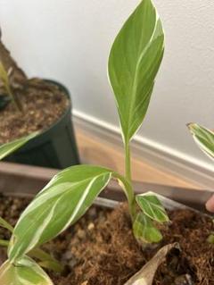 【速達】Musa aeae ムサアエアエ美斑 Amazon｜斑入りバナナ ムサ アエアエ(Musa Aeae) 斑入りバナナ